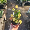 Yellow Crown of Thorns Live Plant - Euphorbia Milii - 2in/4in Pot - Image 1