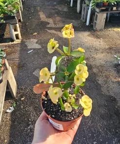 Yellow Crown of Thorns Live Plant - Euphorbia Milii - 2in/4in Pot - Image 1