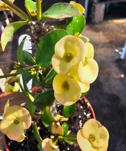 Yellow Crown of Thorns Live Plant - Euphorbia Milii - 2in/4in Pot - Image 2