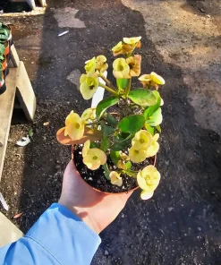 Yellow Crown of Thorns Live Plant - Euphorbia Milii - 2in/4in Pot - Image 3