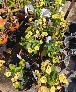 Yellow Crown of Thorns Live Plant - Euphorbia Milii - 2in/4in Pot - Image 4