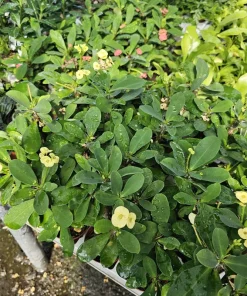 Yellow Crown of Thorns Live Plant - Euphorbia Milii - 2in/4in Pot - Image 5