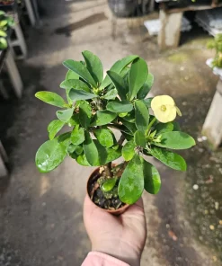 Yellow Crown of Thorns Live Plant - Euphorbia Milii - 2in/4in Pot - Image 6