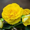 Yellow Double Begonia Seeds - Tuberosa Tuberous Flower Seeds - 25 Seeds for Shade Gardens - Image 1