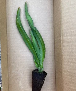 Yellow Dragon Fruit Live Plant - Selenicereus Megalanthus Starter - Image 2