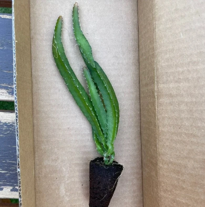 Yellow Dragon Fruit Live Plant - Selenicereus Megalanthus Starter - Image 2