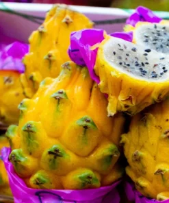 Yellow Dragon Fruit Live Plant - Selenicereus Megalanthus Starter - Image 3