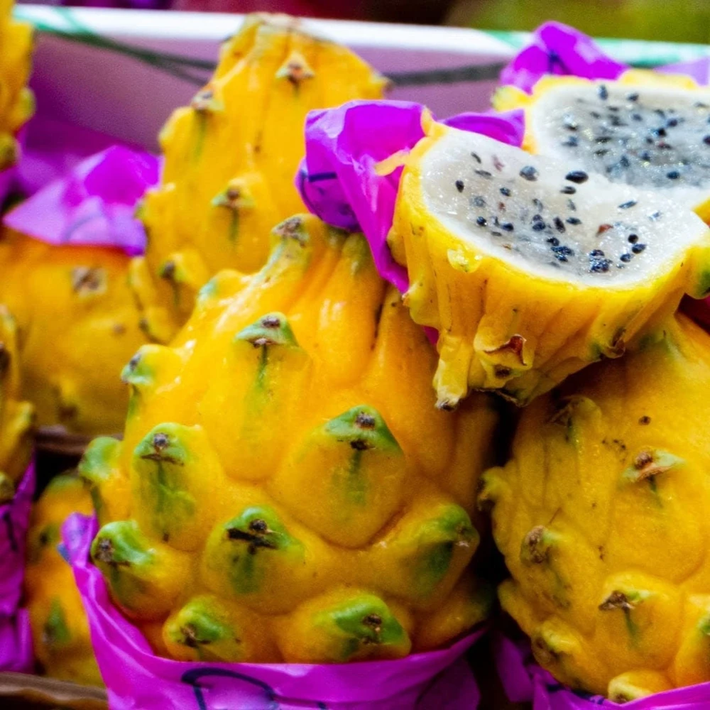 Yellow Dragon Fruit Live Plant - Selenicereus Megalanthus Starter - Image 3