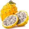 Yellow Dragon Fruit Live Plant - Selenicereus Megalanthus Starter - Image 1