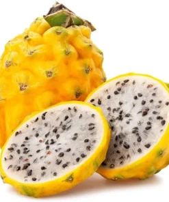 Yellow Dragon Fruit Live Plant - Selenicereus Megalanthus Starter - Image 1