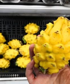 Yellow Dragon Fruit Live Plant - Selenicereus Megalanthus Starter - Image 5