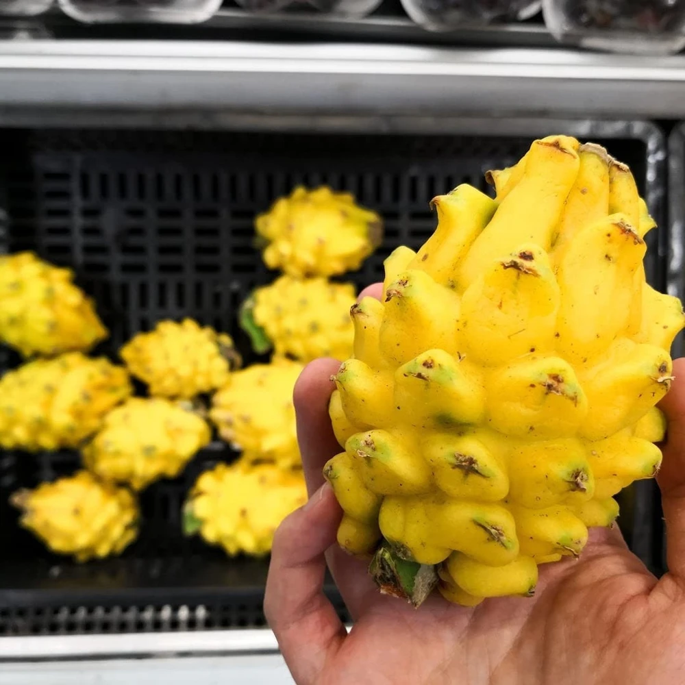 Yellow Dragon Fruit Live Plant - Selenicereus Megalanthus Starter - Image 5