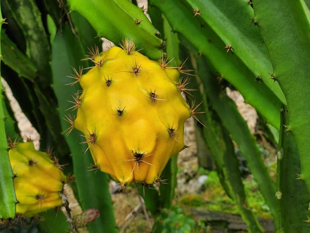 Yellow Dragon Fruit Live Plant - Selenicereus Megalanthus Starter - Image 6