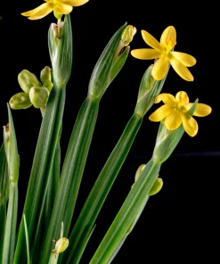 Yellow Eyed Grass Seeds - Sisyrinchium Californicum - 10 Seeds - Image 10