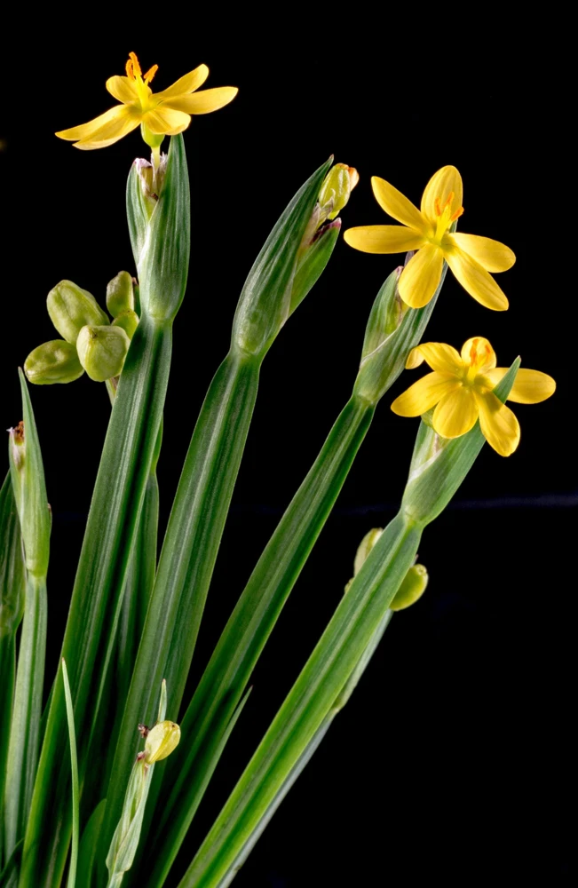 Yellow Eyed Grass Seeds - Sisyrinchium Californicum - 10 Seeds - Image 10