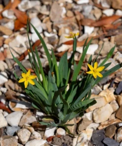 Yellow Eyed Grass Seeds - Sisyrinchium Californicum - 10 Seeds - Image 11