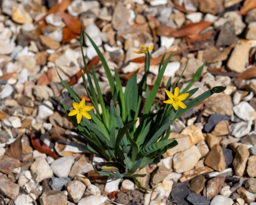 Yellow Eyed Grass Seeds - Sisyrinchium Californicum - 10 Seeds - Image 11