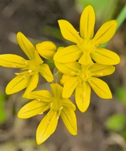 Yellow Eyed Grass Seeds - Sisyrinchium Californicum - 10 Seeds - Image 2