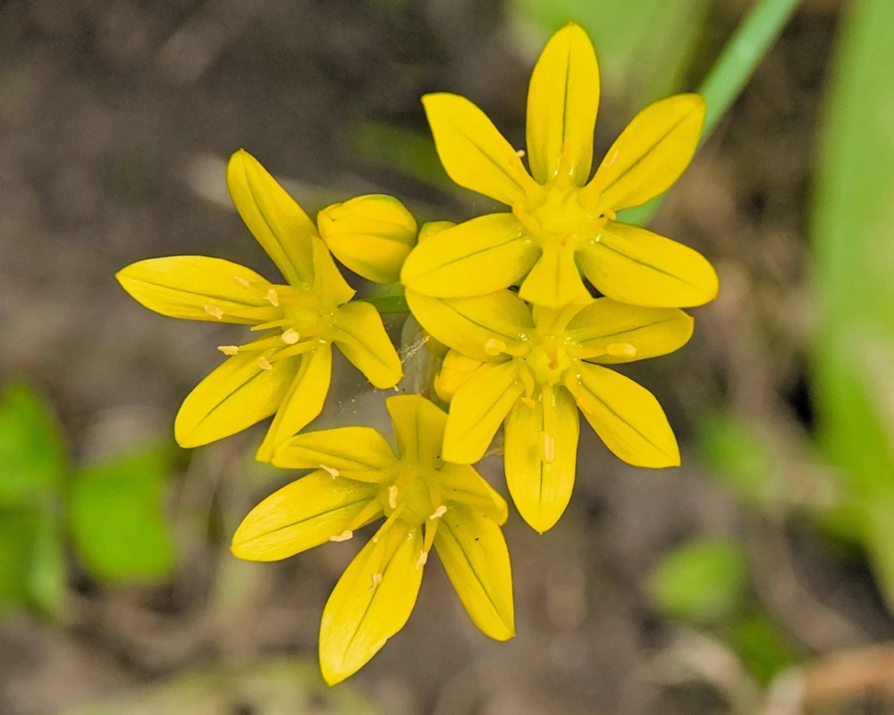 Yellow Eyed Grass Seeds - Sisyrinchium Californicum - 10 Seeds - Image 2