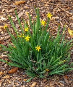 Yellow Eyed Grass Seeds - Sisyrinchium Californicum - 10 Seeds - Image 3