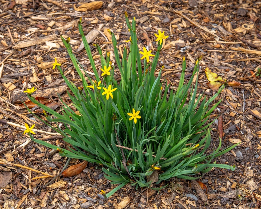 Yellow Eyed Grass Seeds - Sisyrinchium Californicum - 10 Seeds - Image 3