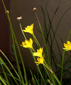 Yellow Eyed Grass Seeds - Sisyrinchium Californicum - 10 Seeds - Image 4