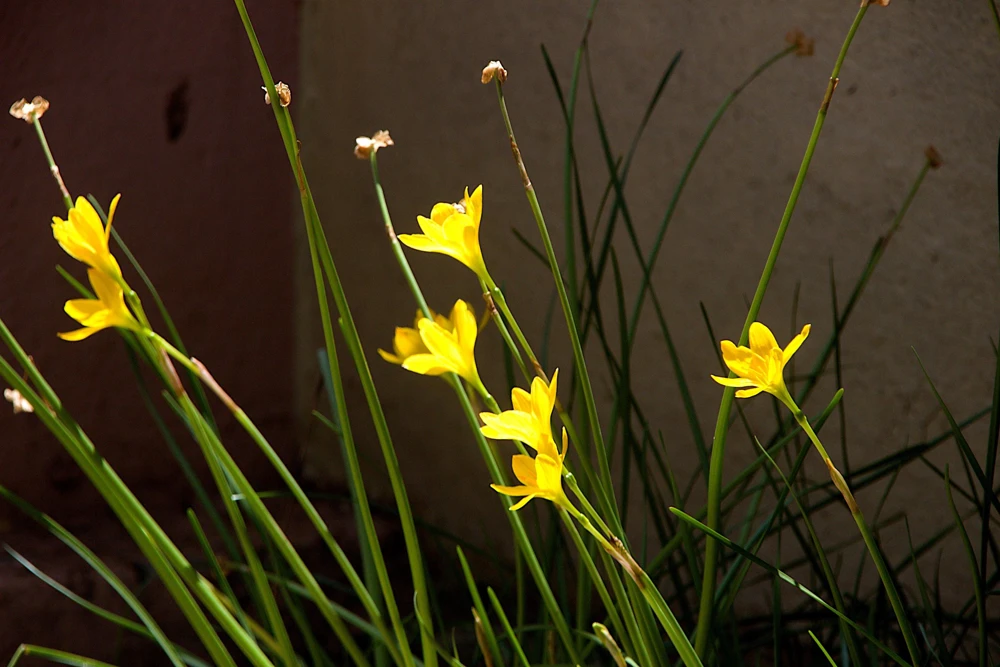 Yellow Eyed Grass Seeds - Sisyrinchium Californicum - 10 Seeds - Image 4
