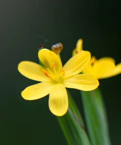 Yellow Eyed Grass Seeds - Sisyrinchium Californicum - 10 Seeds - Image 5