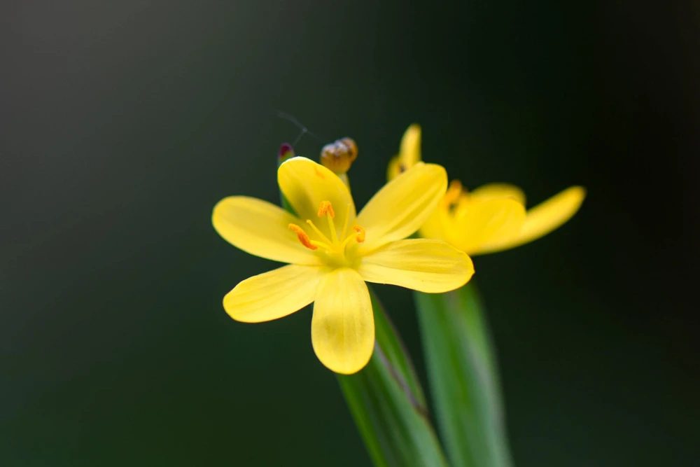 Yellow Eyed Grass Seeds - Sisyrinchium Californicum - 10 Seeds - Image 5