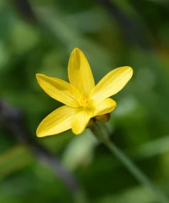 Yellow Eyed Grass Seeds - Sisyrinchium Californicum - 10 Seeds - Image 6