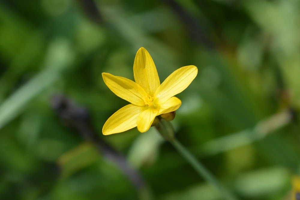 Yellow Eyed Grass Seeds - Sisyrinchium Californicum - 10 Seeds - Image 6