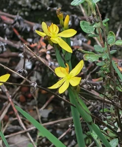 Yellow Eyed Grass Seeds - Sisyrinchium Californicum - 10 Seeds - Image 7