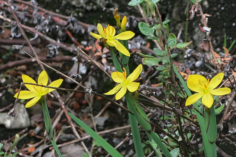Yellow Eyed Grass Seeds - Sisyrinchium Californicum - 10 Seeds - Image 7