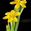 Yellow Eyed Grass Seeds - Sisyrinchium Californicum - 10 Seeds - Image 1