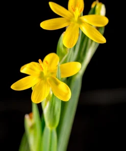Yellow Eyed Grass Seeds - Sisyrinchium Californicum - 10 Seeds - Image 1