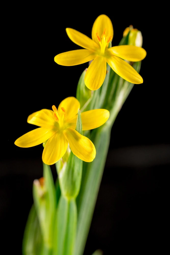 Yellow Eyed Grass Seeds - Sisyrinchium Californicum - 10 Seeds - Image 1
