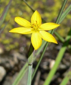 Yellow Eyed Grass Seeds - Sisyrinchium Californicum - 10 Seeds - Image 8