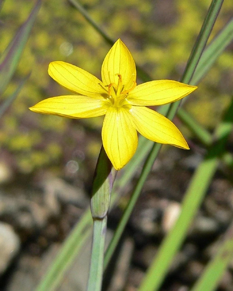 Yellow Eyed Grass Seeds - Sisyrinchium Californicum - 10 Seeds - Image 8