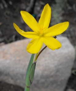 Yellow Eyed Grass Seeds - Sisyrinchium Californicum - 10 Seeds - Image 9
