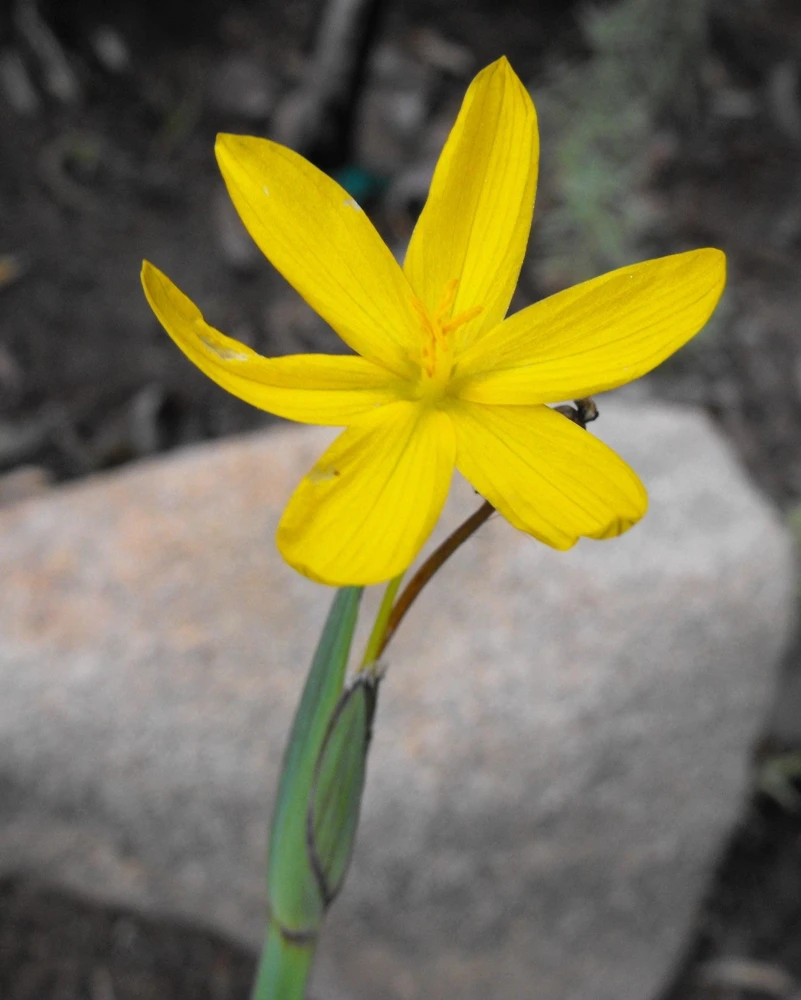 Yellow Eyed Grass Seeds - Sisyrinchium Californicum - 10 Seeds - Image 9