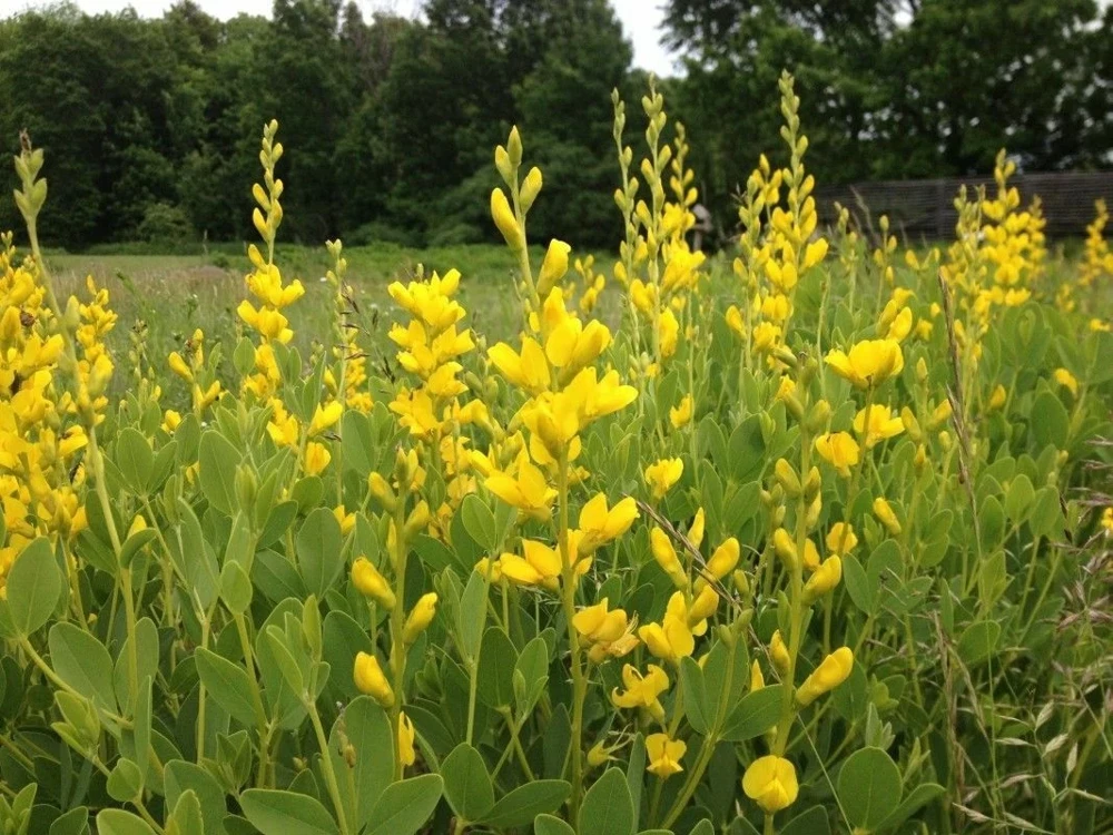 Yellow False Indigo Seeds - 100 Count, Perennial Herb, Outdoor Garden - Image 1