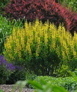 Yellow False Indigo Seeds - 100 Count Wildflower Seeds for Garden Planting - Image 2