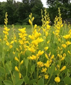 Yellow False Indigo Seeds - 100 Count Wildflower Seeds for Garden Planting - Image 1