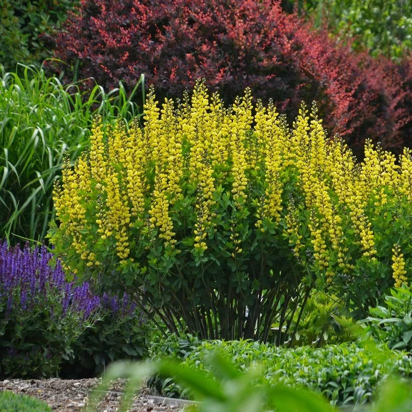 Yellow False Indigo Seeds - 30 Count - Baptisia sphaerocarpa Wildflower - Image 2