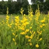 Yellow False Indigo Seeds - 30 Count - Perennial Wildflower for Garden - Image 1