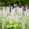 Yellow Giant Hyssop Seeds - 500 Count Agastache Nepetoides Flower Seeds for Pollinators - Image 1