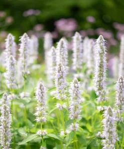 Yellow Giant Hyssop Seeds - 500 Count Agastache Nepetoides Flower Seeds for Pollinators - Image 1
