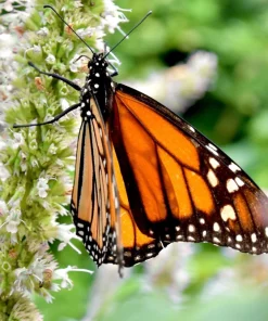 Yellow Giant Hyssop Seeds - 500 Count Agastache Nepetoides Flower Seeds for Pollinators - Image 2