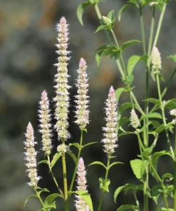 Yellow Giant Hyssop Seeds - 500 Count Agastache Nepetoides Flower Seeds for Pollinators - Image 3