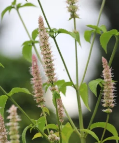 Yellow Giant Hyssop Seeds - 500 Count Agastache Nepetoides Flower Seeds for Pollinators - Image 4